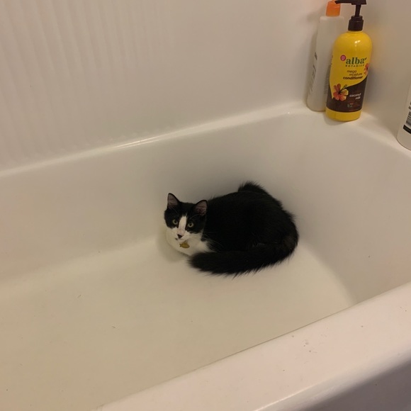 Meet your Posher, Nikki - Picture 4 of 6